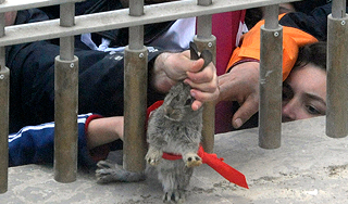 Саакашвили подбросили кролика в галстуке Саакашвили подбросили кролика в галстуке