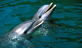 Дельфины спасли моряков от пиратов Дельфины спасли моряков от пиратов