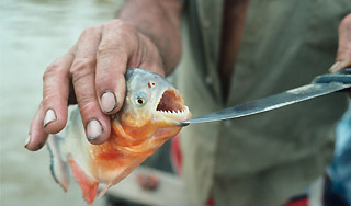 Ученые открыли сезон охоты на пираний Ученые открыли сезон охоты на пираний
