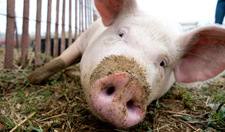 Свиной грипп перекинулся на Европу Свиной грипп перекинулся на Европу