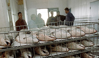 Россия и Евросоюз поделили Балтику Россия и Евросоюз поделили Балтику