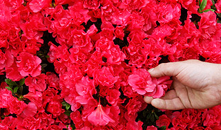 Колумбия подарит России 100 тысяч цветов Колумбия подарит России 100 тысяч цветов