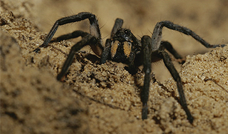 Австралийцев атаковали гигантские пауки Австралийцев атаковали гигантские пауки