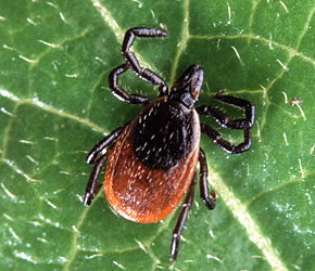 В лесу поджидает Болезнь Лайма Клещ черноногий — переносчик болезни Лайма