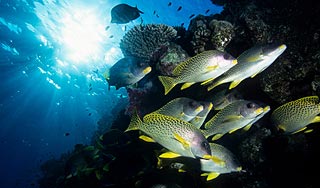 В мировом океане кончается рыба В мировом океане кончается рыба