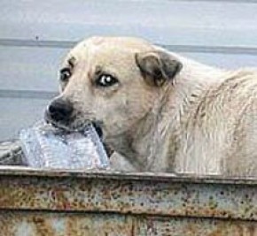 Бродячих животных в Брянске никто не контролирует