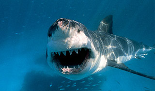 В Египте акула убила туристку-дайвера В Египте акула убила туристку-дайвера