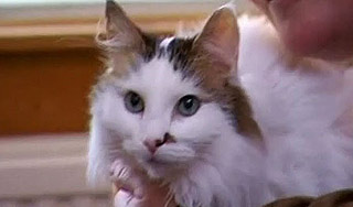 Сьюзан Бойл сошла с ума из-за кота Сьюзан Бойл сошла с ума из-за кота