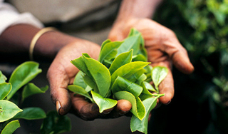 Африка взвинтила миру цены на чай Африка взвинтила миру цены на чай