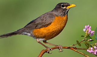 На улицах Сан-Франциско хулиганит дрозд На улицах Сан-Франциско хулиганит дрозд