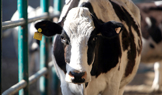 Мужчину осудили за избиение коровы Мужчину осудили за избиение коровы