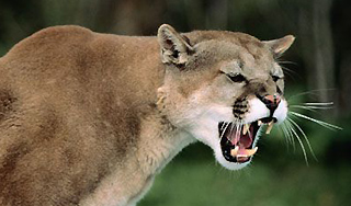 В Канаде пума напала на трехлетнюю девочку В Канаде пума напала на трехлетнюю девочку