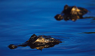 На Украине завелись большие крокодилы На Украине завелись большие крокодилы