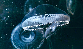 В Подмосковье появились ядовитые медузы В Подмосковье появились ядовитые медузы