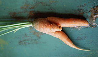 В Европе сняли запрет на кривую морковку В Европе сняли запрет на кривую морковку