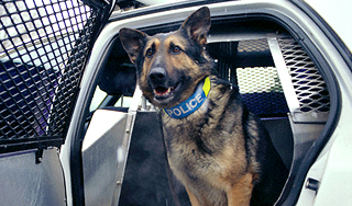 Полицейского судят за убийство овчарок Полицейского судят за убийство овчарок