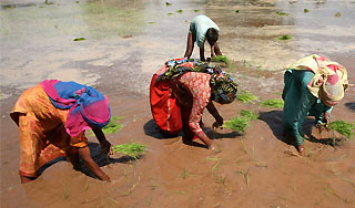 Индия решила выйти из кризиса Индия решила выйти из кризиса