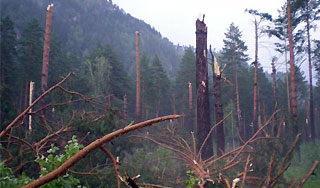 Ураган на Алтае унес жизни отца и дочери Ураган на Алтае унес жизни отца и дочери