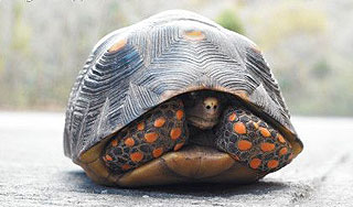 Беременная черепаха упала на девочку Беременная черепаха упала на девочку