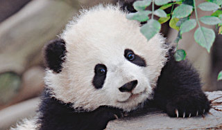 Китайцы вырастили панд в пробирке Китайцы вырастили панд в пробирке