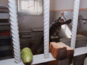 События в Брасовской колонии: версии заключенных и их охранников