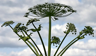 Борщевик угрожает экологической катастрофой Борщевик угрожает экологической катастрофой