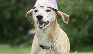 Старейший пес мира дожил до 26 лет Старейший пес мира дожил до 26 лет