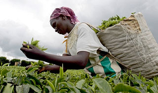 Цена на чай поставила рекорд Цена на чай поставила рекорд