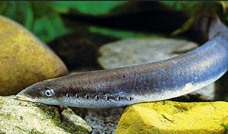 На Балтике вампиры нападают на людей На Балтике вампиры нападают на людей