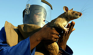 Ученые обнаружили новую крысу-гиганта Ученые обнаружили новую крысу-гиганта