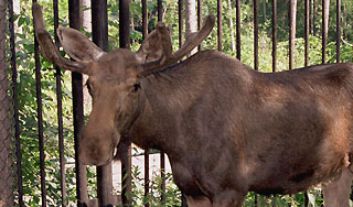 Лось врезался в пенсионерку в центре города Лось врезался в пенсионерку в центре города