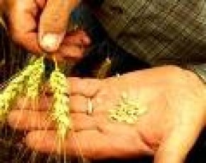 Урожай пшеницы превзошел прошлогодний