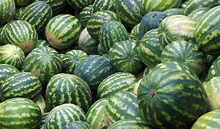 Найдено необычное свойство арбузов и дынь Найдено необычное свойство арбузов и дынь