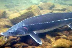 В Десну запустили осетров