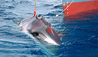 В Бразилии поймали рыбу без кожи и чешуи В Бразилии поймали рыбу без кожи и чешуи