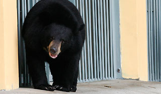 В Японии медведь напал на группу туристов В Японии медведь напал на группу туристов