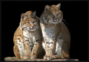 В «Санторини» издеваются над животными?