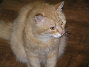 Информация по устройству животных от "Эгиды"