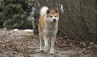 Пес прождал умершего хозяина 9 лет Пес прождал умершего хозяина 9 лет