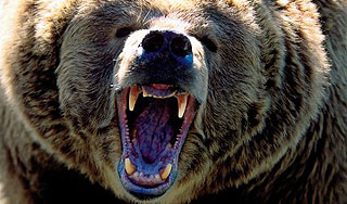 Медведь задрал людей на арене цирка Медведь задрал людей на арене цирка