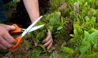 Космонавты МКС растят зеленые витамины Космонавты МКС растят зеленые витамины