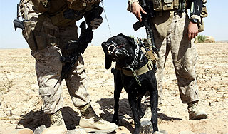 Пес-спецназовец вернулся на базу через год Пес-спецназовец вернулся на базу через год