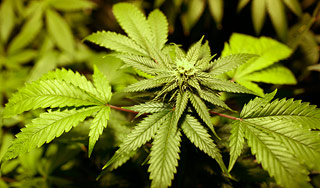 В США появилось первое наркотическое кафе В США появилось первое наркотическое кафе