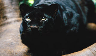 Немцы устроили охоту за бродящей пантерой Немцы устроили охоту за бродящей пантерой