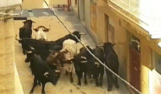 Быки сорвали съемки фильма с Томом Крузом Быки сорвали съемки фильма с Томом Крузом