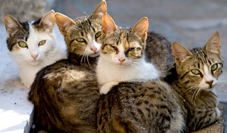 У китайских ресторанов отобрали 800 котов У китайских ресторанов отобрали 800 котов