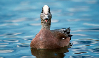 Мертвая утка посадила американца в тюрьму Мертвая утка посадила американца в тюрьму