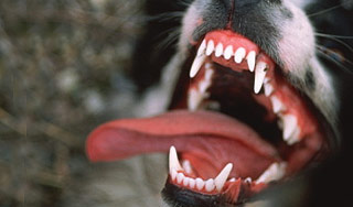 Бешеный пес покусал более 40 москвичей Бешеный пес покусал более 40 москвичей