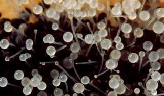 В диких грибах нашли чудо-лекарство В диких грибах нашли чудо-лекарство