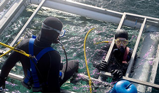 В Крыму пропала аквалангистка из России В Крыму пропала аквалангистка из России